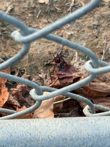 Southern Black Widow