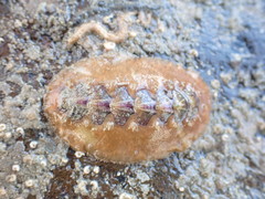 Notoplax violacea