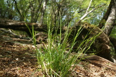 Carex depauperata