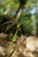 Carex depauperata