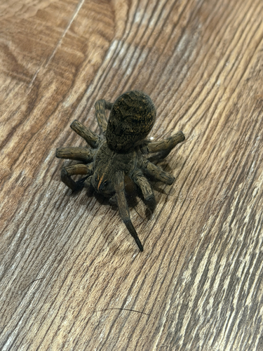 Tigrosa grandis
