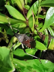 Dicranocephalus albipes