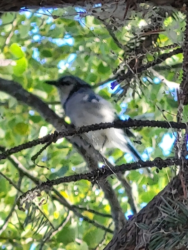 Blue Jay