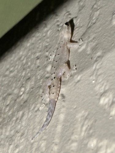 Lepidodactylus lugubris observed 2026-09-10