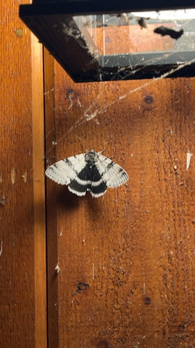 White Underwing