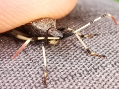 Dicranocephalus albipes