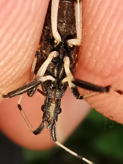 Dicranocephalus albipes