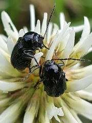 Cryptocephalus biguttatus