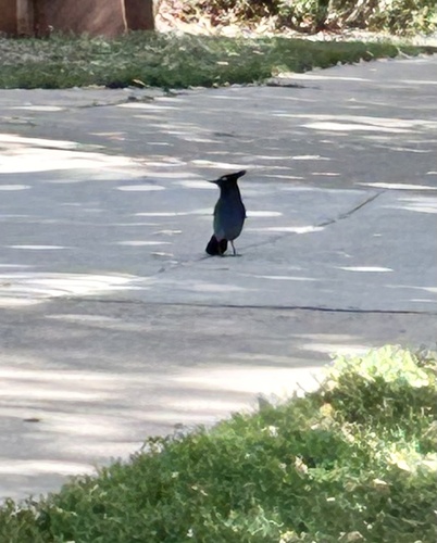 Steller's Jay