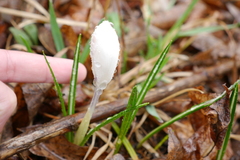 Crocus vernus