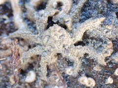 Neohymenicus pubescens