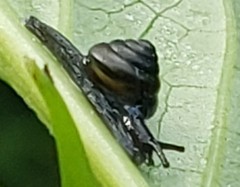 Habroconus