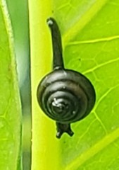 Habroconus