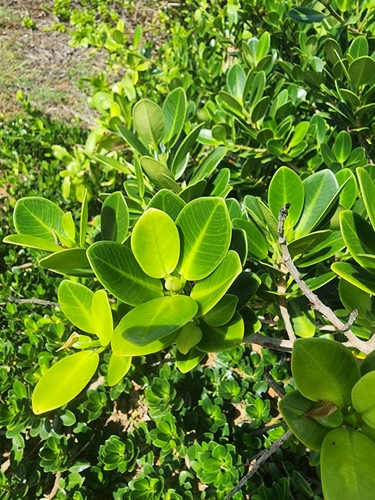 Ficus microcarpa observed 2026-09-15