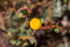 Leiocarpa leptolepis