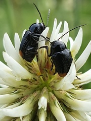 Cryptocephalus biguttatus