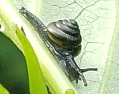 Habroconus
