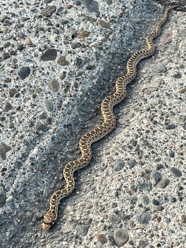 Gopher Snake observed by stickyorange00