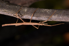 Pachymorpha