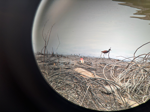 Wattled Jacana