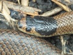 Little Whip Snake photo 2