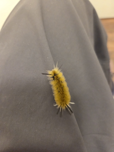 Banded Tussock Moth