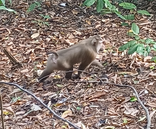 Northern Pig-tailed Macaque