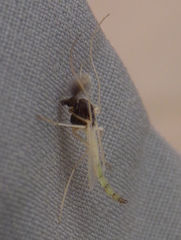 Endochironomus nigricans