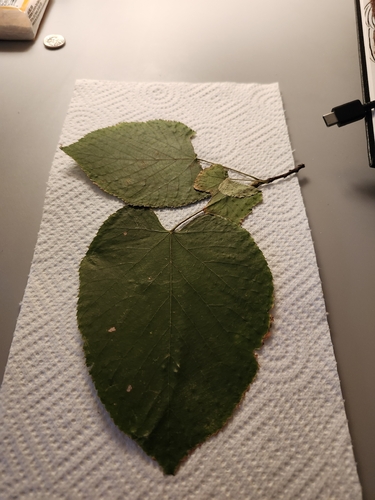 basswood