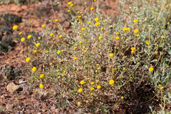 Leiocarpa leptolepis