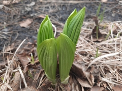 Veratrum oxysepalum