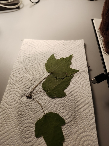 red maple