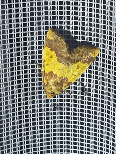 Barred Sallow