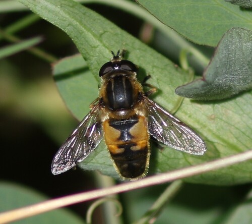 Yellow-margined Marsh Fly photo 4