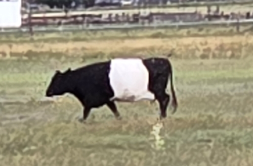 Domestic Cattle