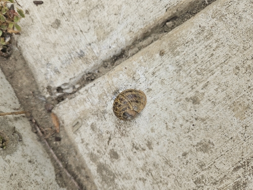 Garden Snail