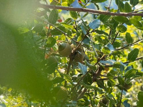 Quercus coccifera, photograph 6