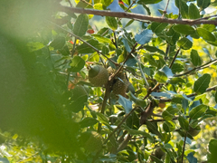 Quercus coccifera, photograph author not stated, no rights reserved