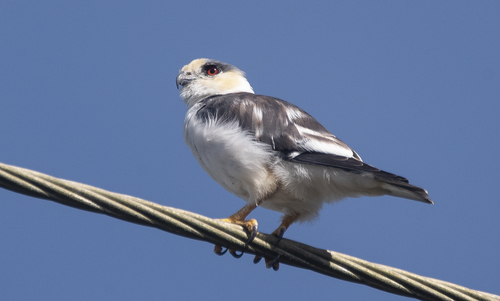 Pearl Kite