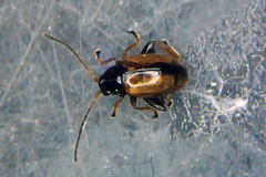 Longitarsus suturellus