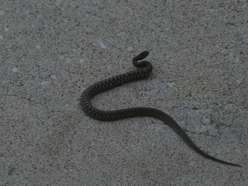 DeKay's Brownsnake