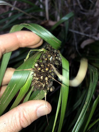Gahnia aspera