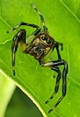 Amycini