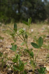 Trifolium retusum
