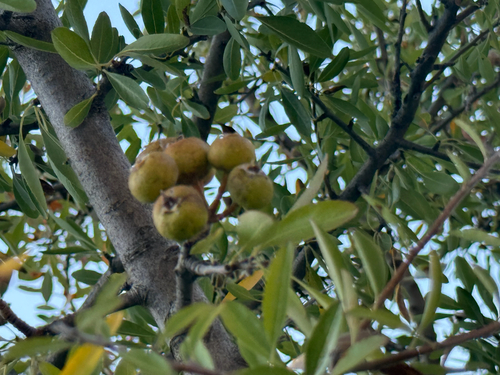 Pyrus spinosa
