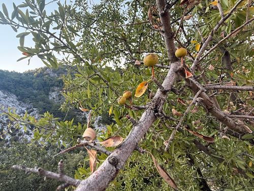Pyrus spinosa, photograph 1