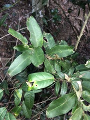 Capparis arborea