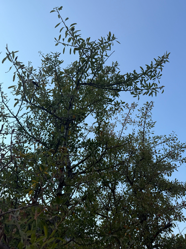 Pyrus spinosa, photograph 3