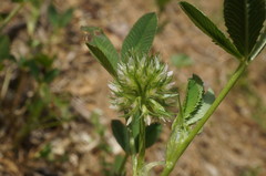Trifolium retusum