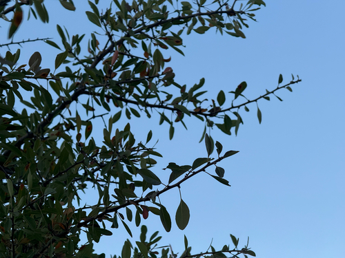 Pyrus spinosa, photograph 2